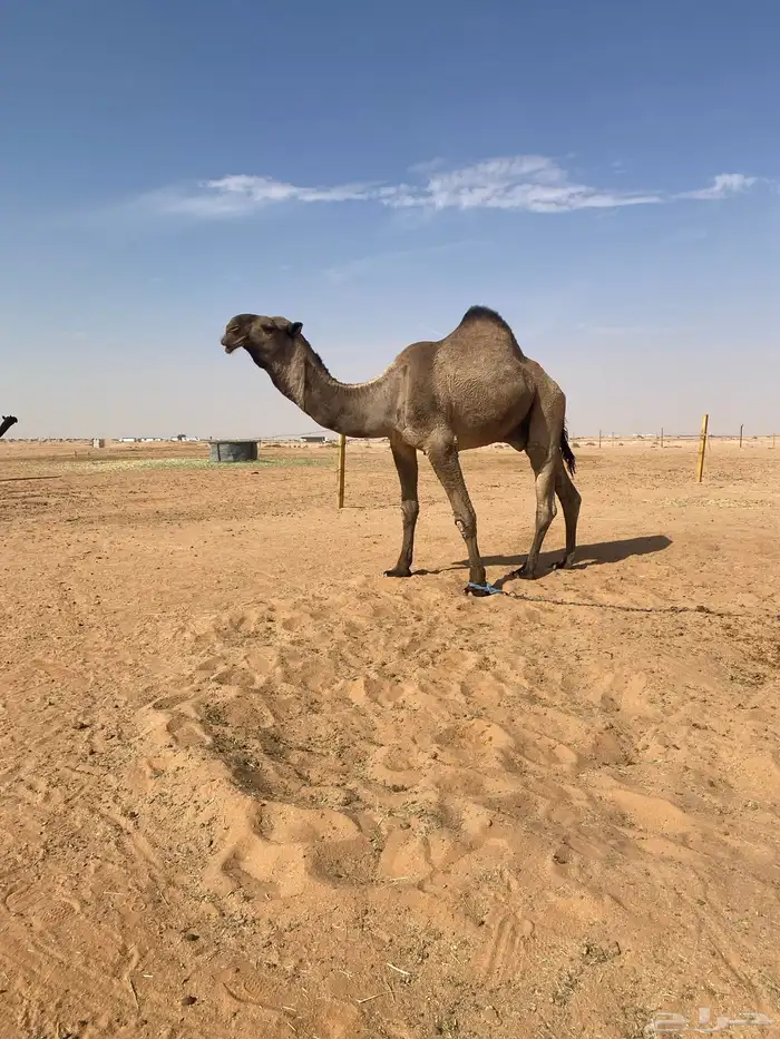 قعودكفوا سنه توه ثني علي جميع الشروط 0