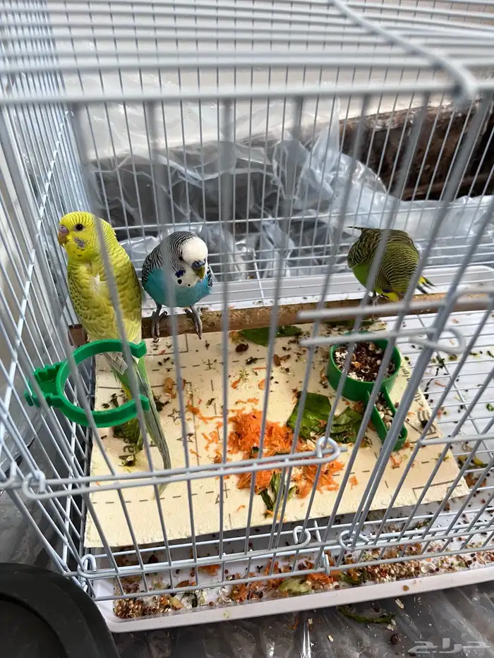 عصافير بدجي ذكر واتنين إناث 2