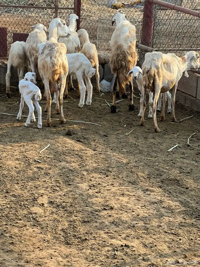 ضأن رفديات تم البيع 5