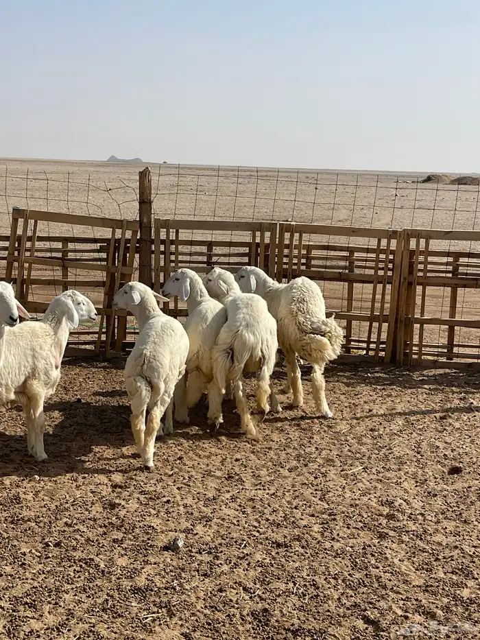 للبيع خرفان 8