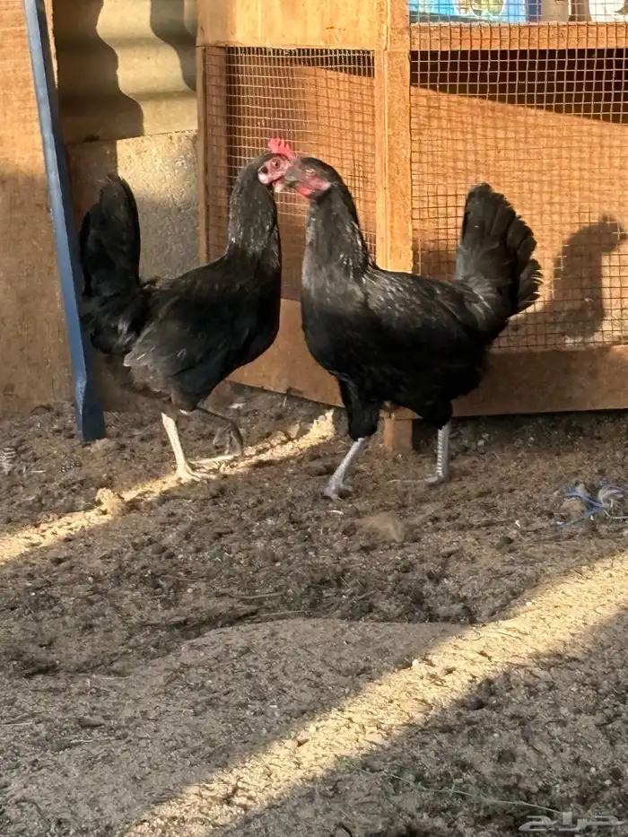 دجاج بلدي بياض عمر صغير 12