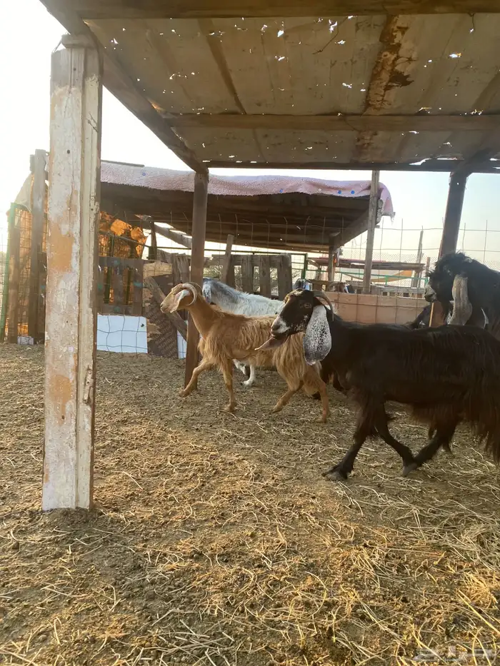 للبيع معزا عوارض وحريات بالفحل دفيع ومضاريع 7