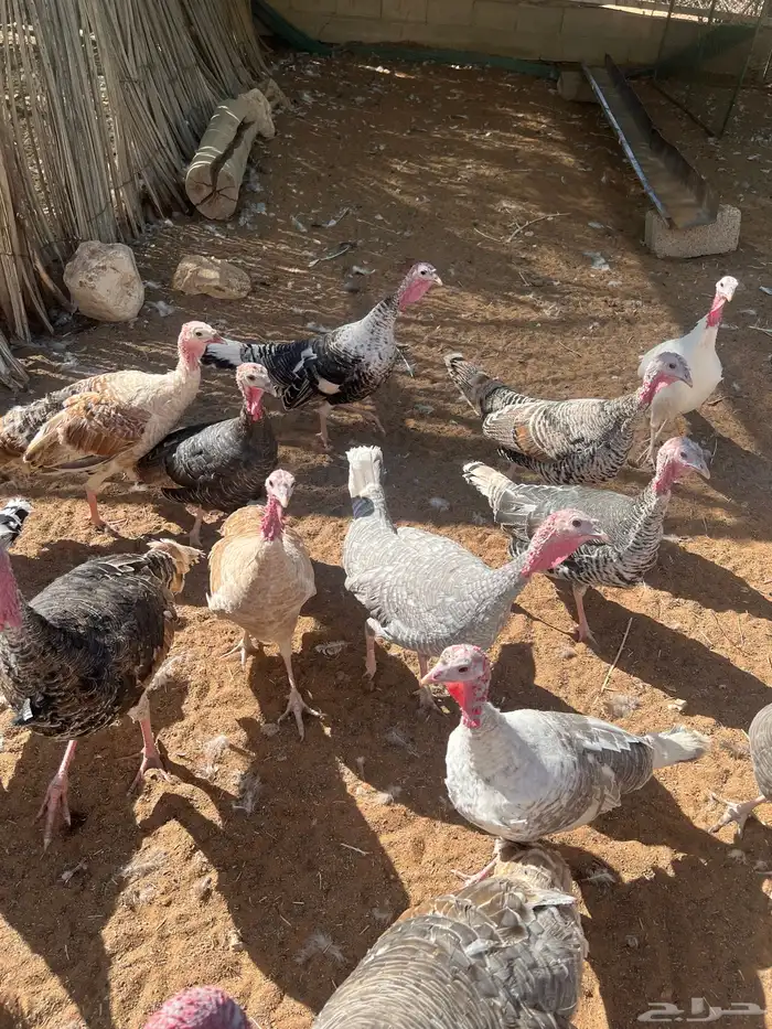 دجاج رومي للبيع 5