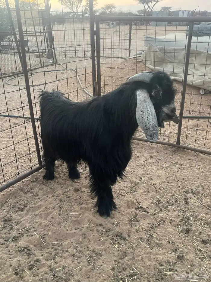 تيس عارضي السن قارح شبب 0