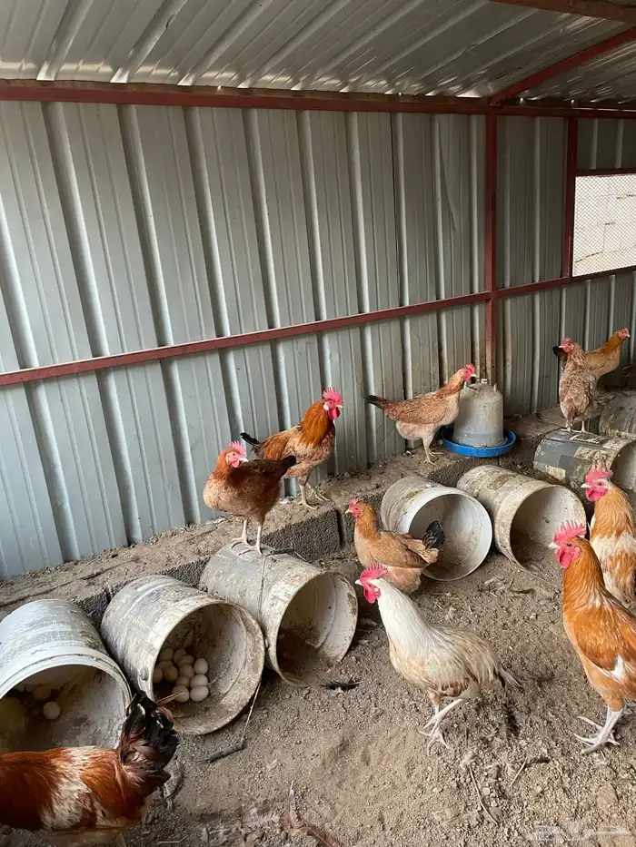 ديوك دجاج بلدي للبيع الوان فاتحه 1