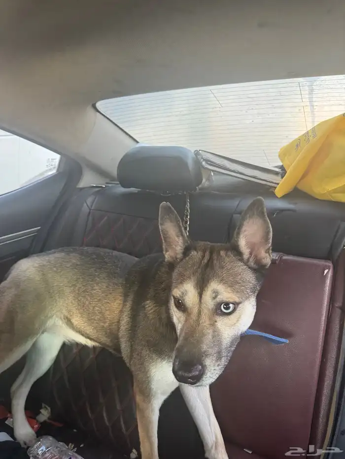 كلب بيتسكي 3