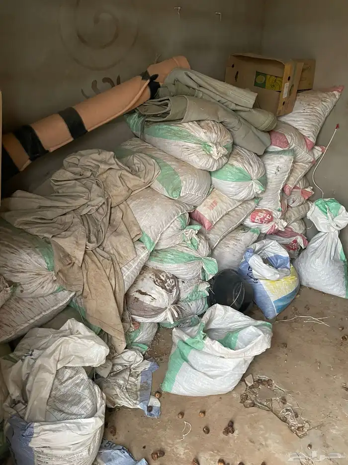 علف تمر للبهم اغلبه سكري وخلاص شي نظيف 0