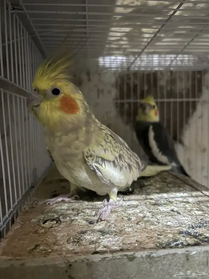 سلام عليكم جوز كروان منتاج 2