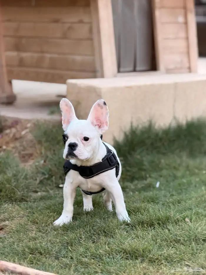 كلاب فرنش بولدوق 5