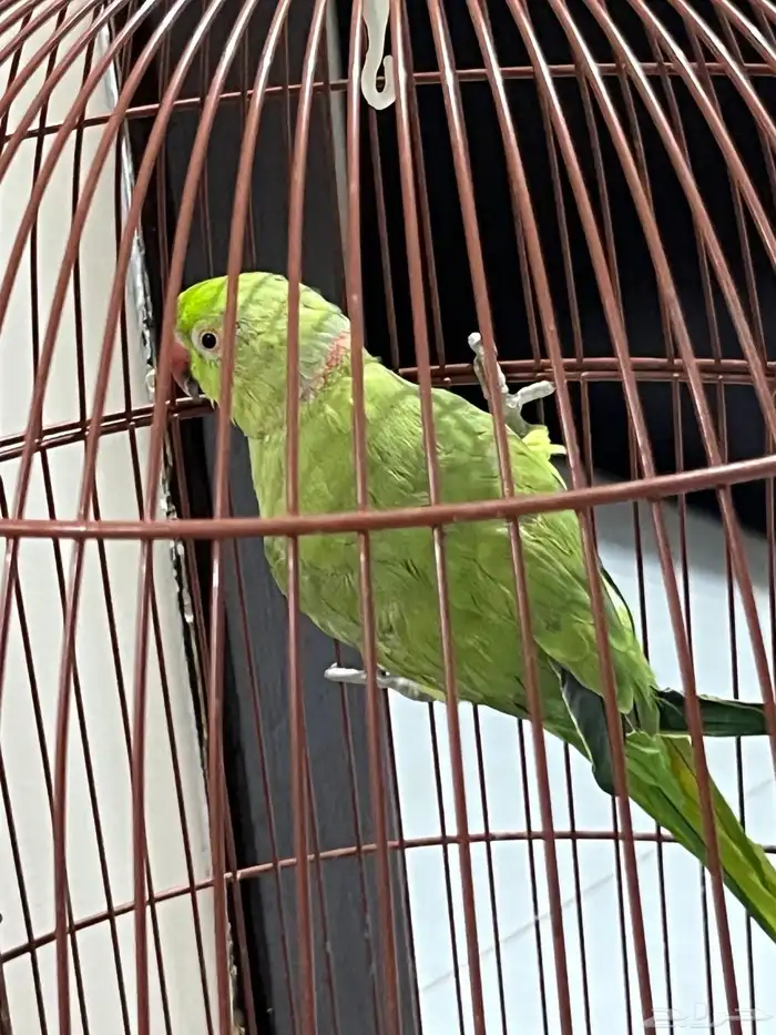 ببغاء الدر 4