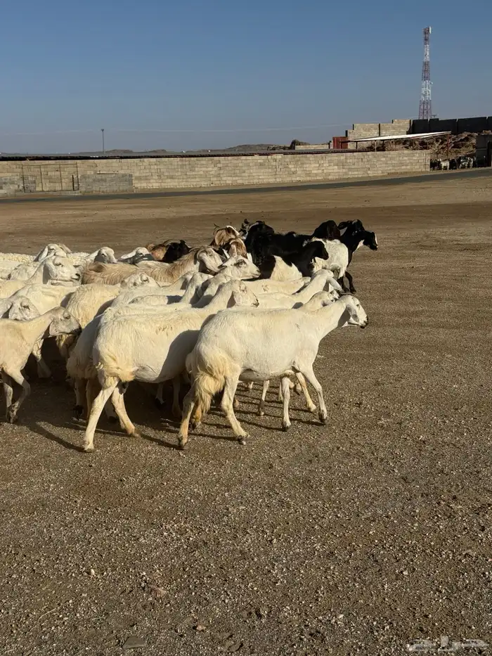 39 راس ضان ومعزا تحتها 4 4