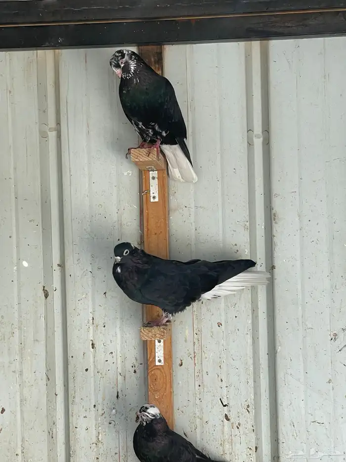 حمام قطايف للبيع 3