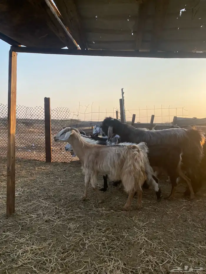 للبيع معزا عوارض وحريات بالفحل دفيع ومضاريع 11