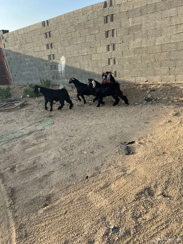 تيوس عوارض فل شحم ولحم 0