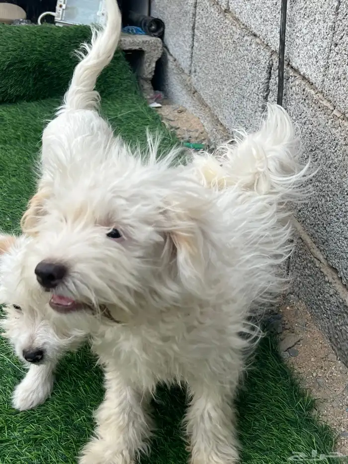 للبيع كلب مالتينز 0