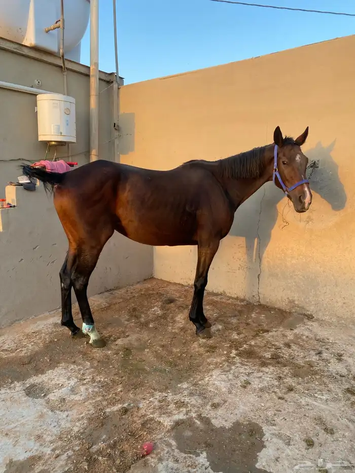 فرس انتاج حيييه 3