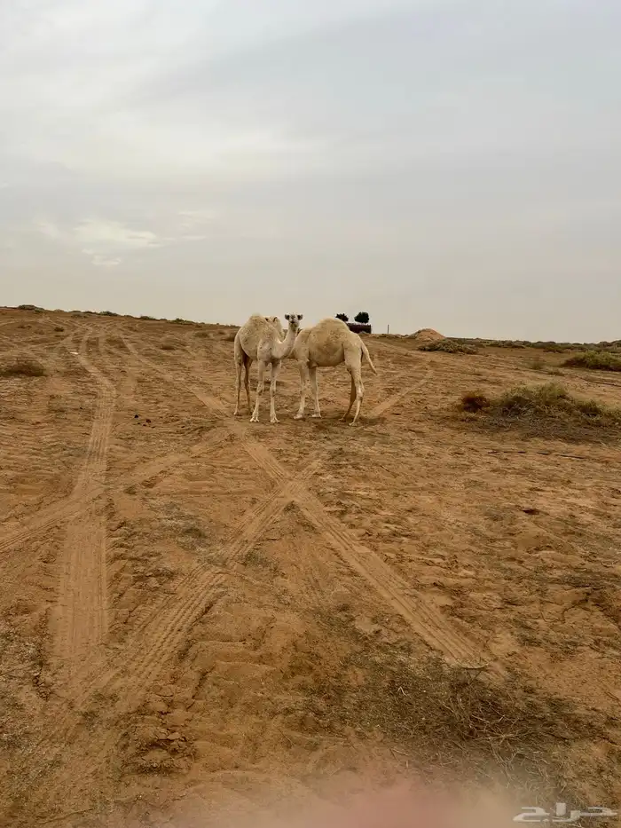 عشرا شقحاء شرط الهدوه والحليب وعشرا صفرا 4