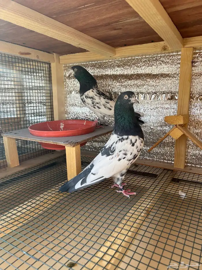 جوز رام تب تب 0