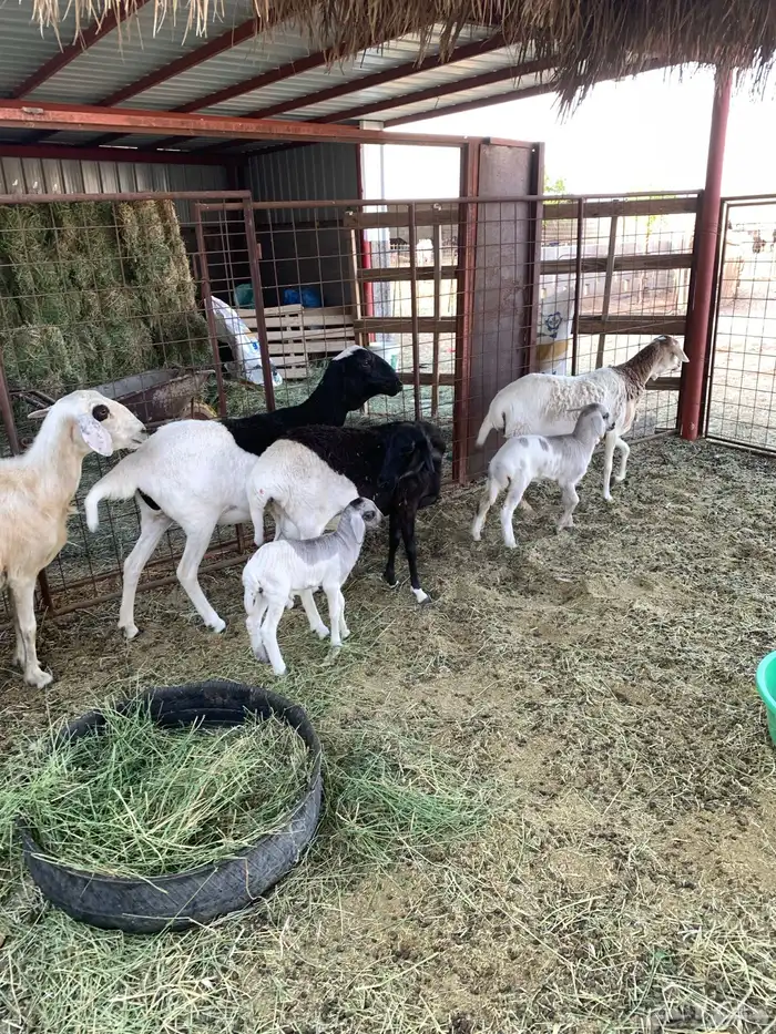 غنم ولد للبيع عدد 4 1