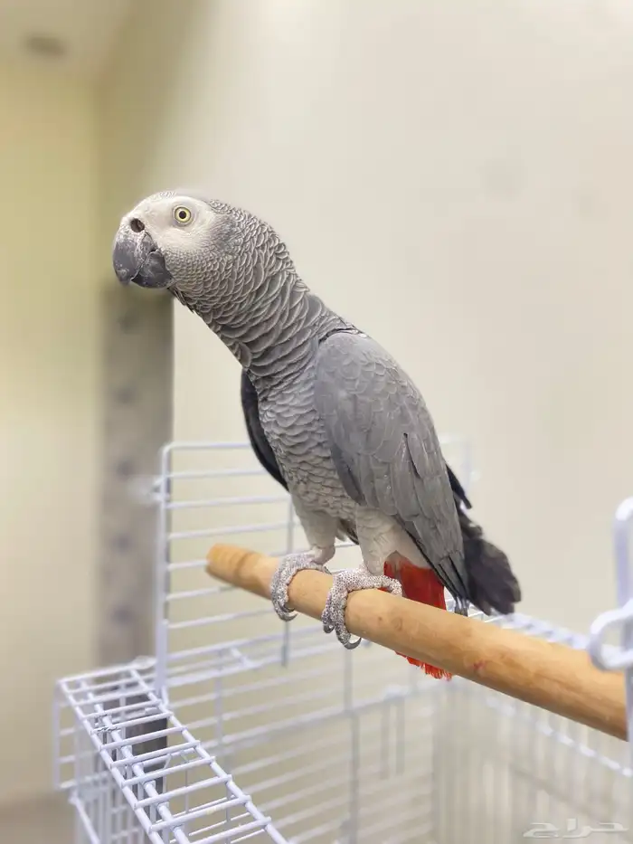 ببغاء كاسكو 0