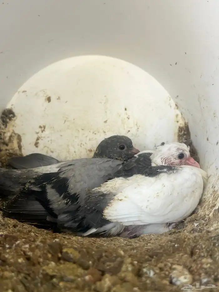 فروخ حمام زغاليل 3