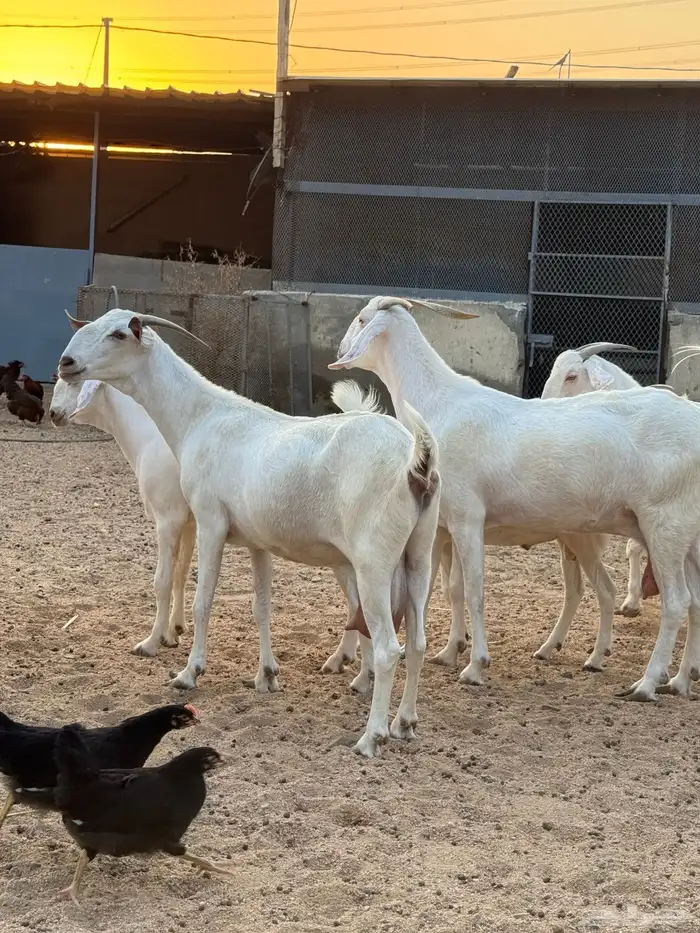 عنز برص فواخر جروم 5