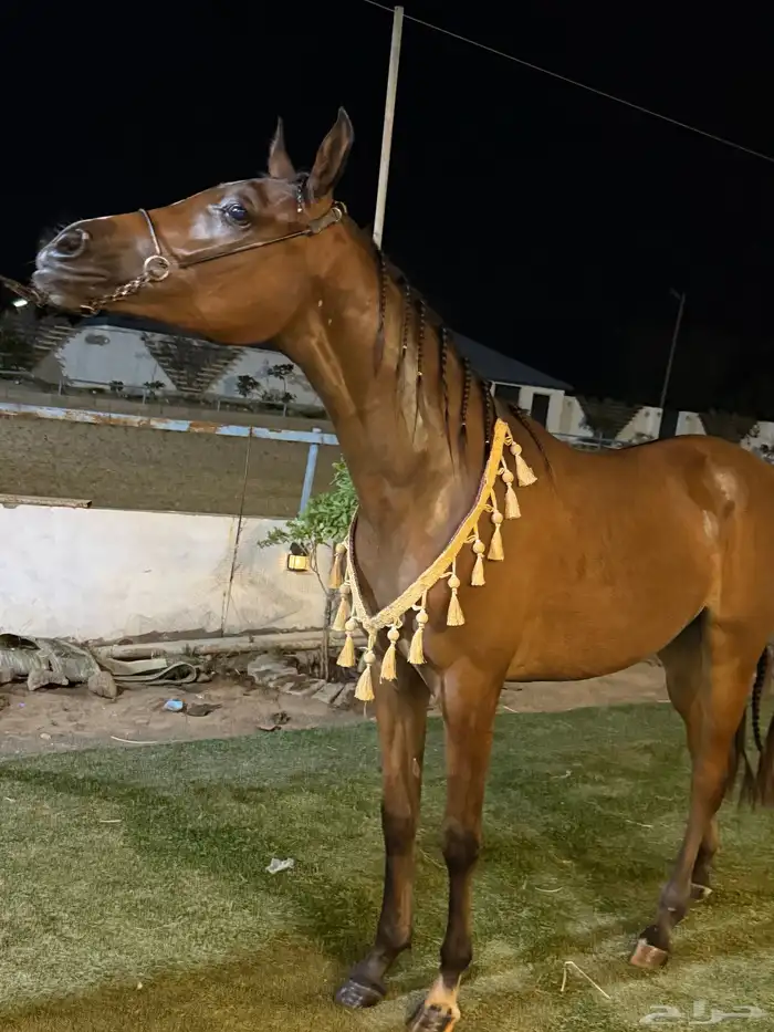 مربط عز الشقيق جازان - الشقيق 0