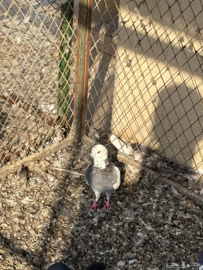 حمام عادي للعس 5