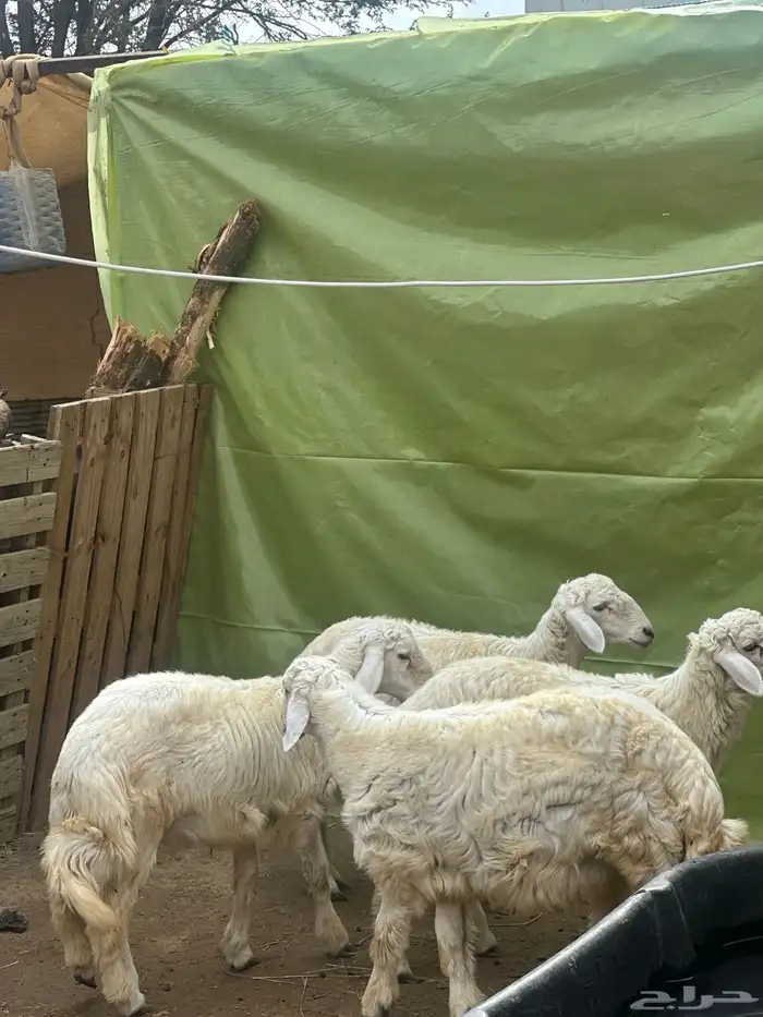 طليان ذبايح 0