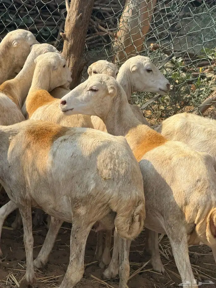 ضان مراح واحد مناتيج وقرايب 8