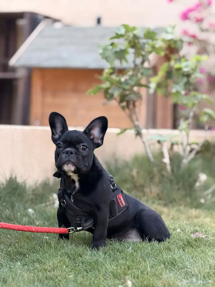 كلاب فرنش بولدوق 6