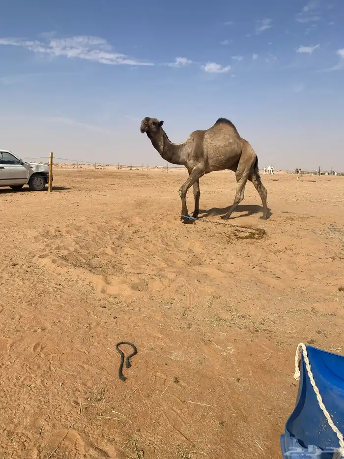 قعودكفوا سنه توه ثني علي جميع الشروط 1