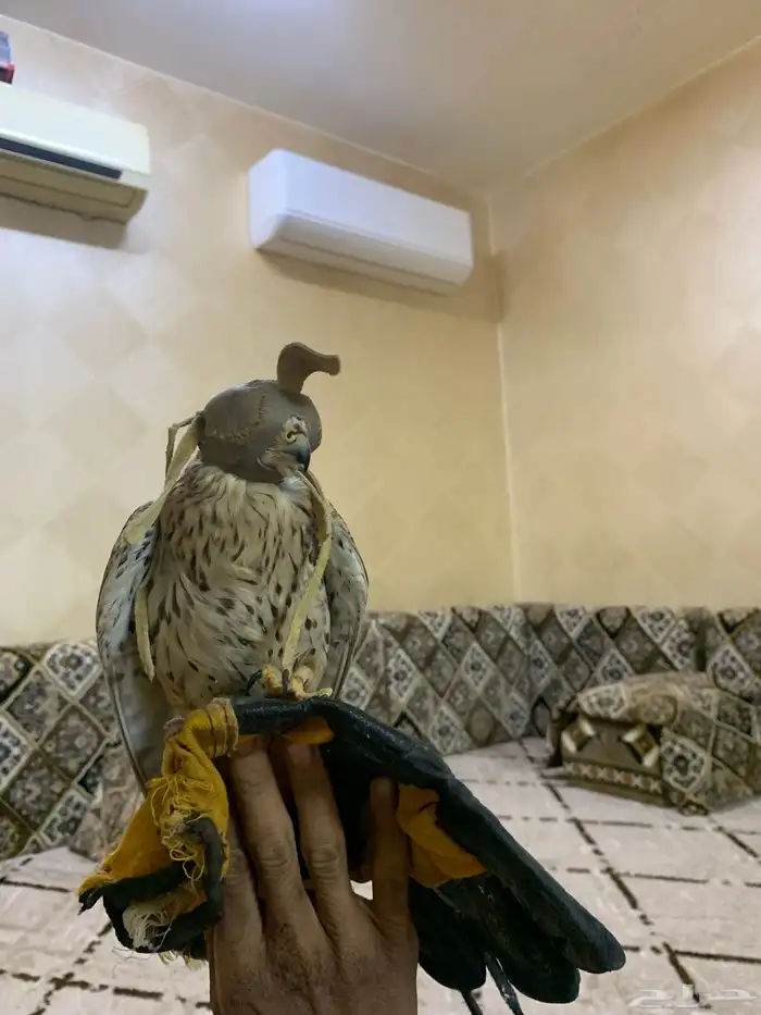 باش للبيع بسق للبيع السعر 60 ريال 0