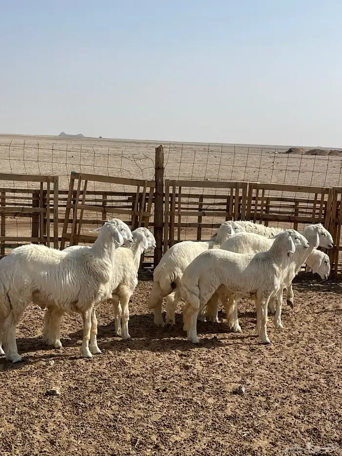 للبيع خرفان 9