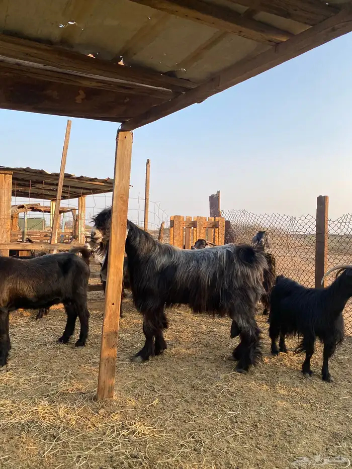 للبيع معزا عوارض وحريات بالفحل دفيع ومضاريع 20