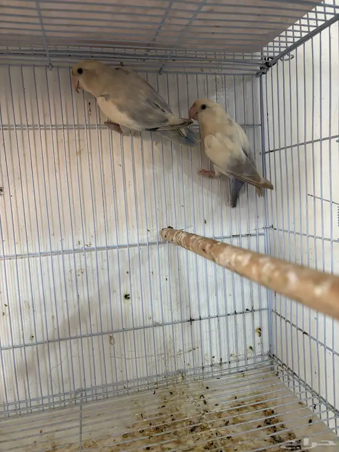 للبيع حبتين روز مجهولين الجنس (البيع ريش ) 0