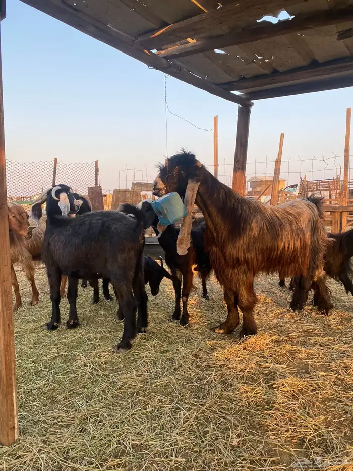 للبيع معزا عوارض وحريات بالفحل دفيع ومضاريع 0