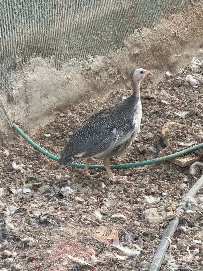 دجاج حبش اربع شهور الوان 2