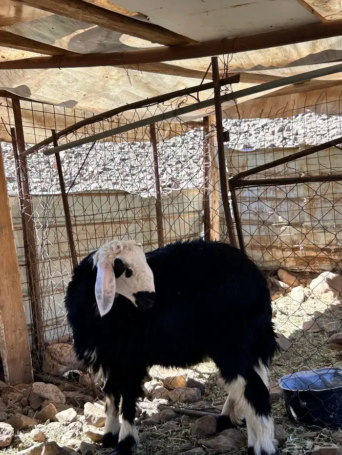 رخل الي يبي يقني طيبة بالحيل 1