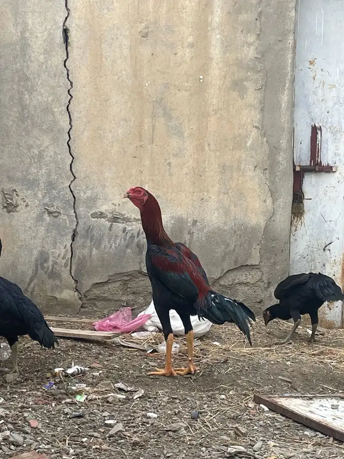 دجاج بكستاني صافي 0