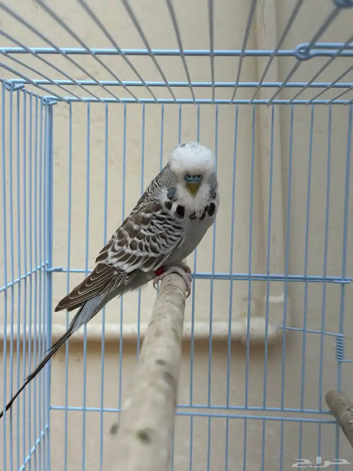 طيور حب إنجليزي 3