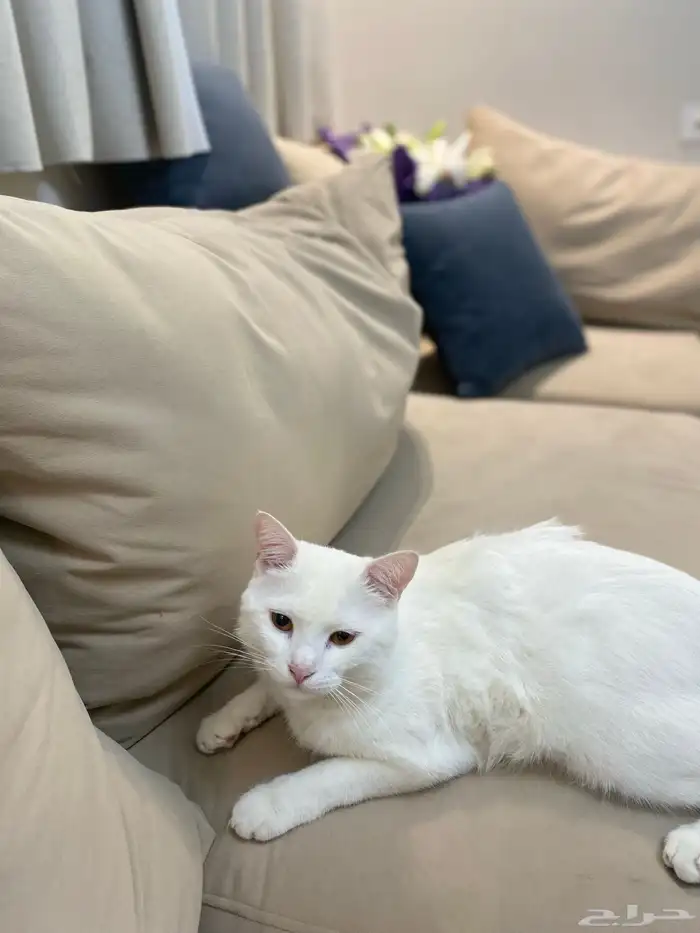 قط ذكر معقم شيرازي بلدي للتبني بالخبر 1