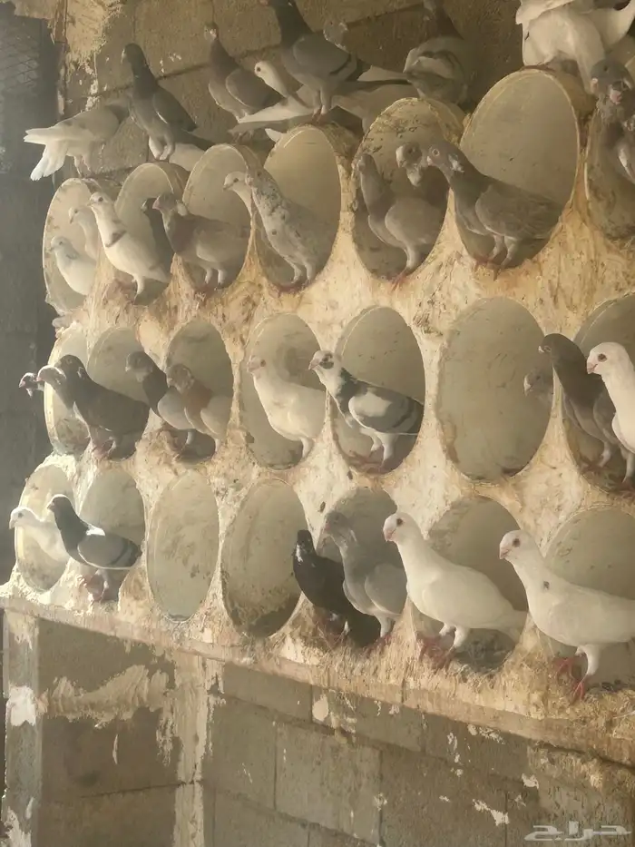 بيع حمام شامي 8