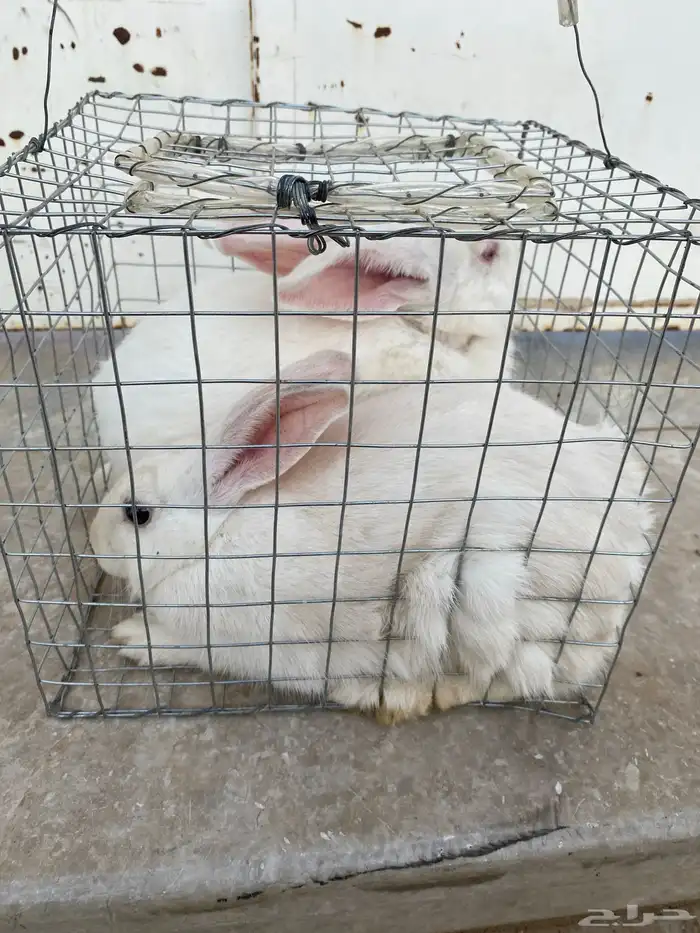 أرانب للبيع ذكر وأنثى 1