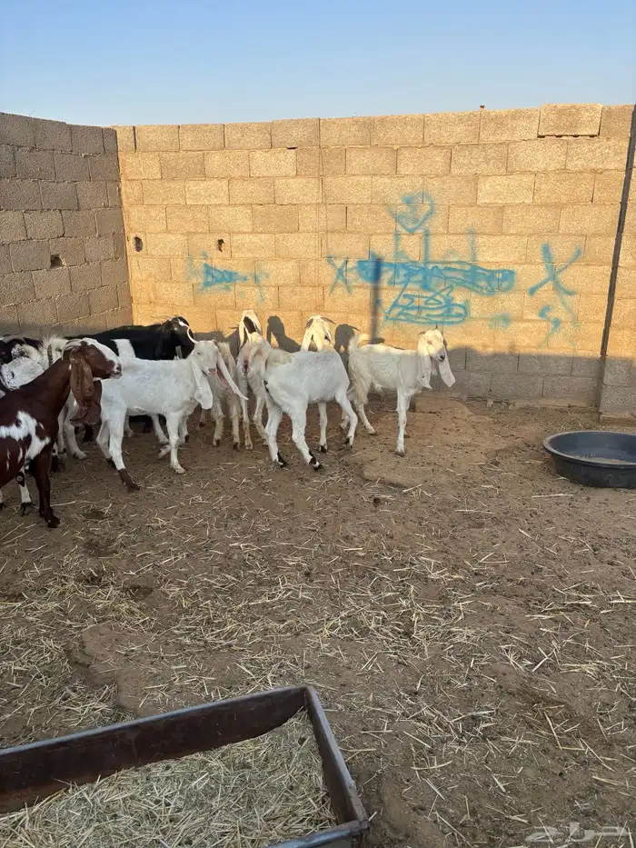 للبيع معزا مشاريك دفيع ومضاريع 2