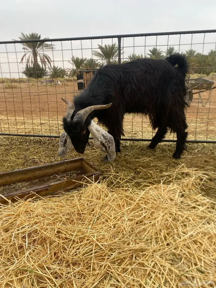 البيع تيس ثني 1