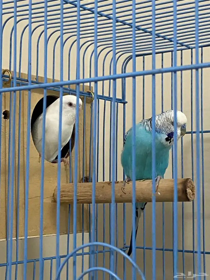 للبيع جوز طيور حب منتجين شرط 1