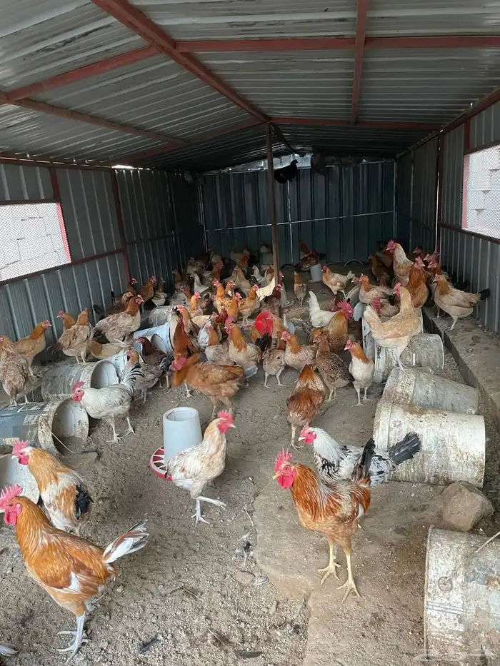 ديوك دجاج بلدي للبيع الوان فاتحه 0