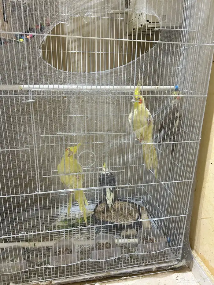 محمية طيور للبيع حمام كروان منتج 9