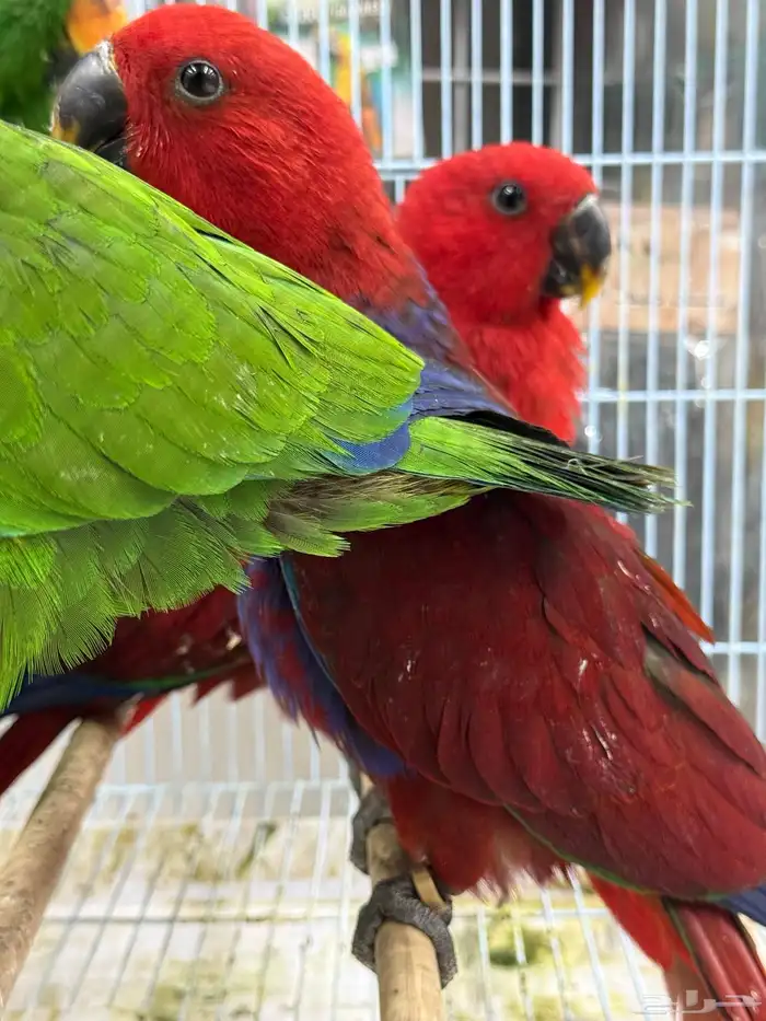 فروخ اكلكتوس 5